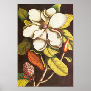 Vintage Magnolische Blume Pflanze mit Saatgut Poster