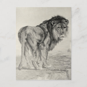 Vintage Majestätischer Löwe Postkarte