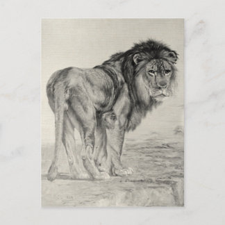 Vintage Majestätischer Löwe Postkarte