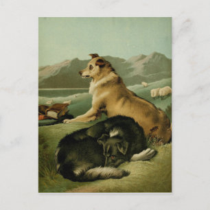 Vintage Malerei: Collie Hunde Postkarte