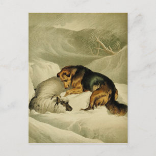 Vintage Malerei: Schäferhund im Schnee Postkarte