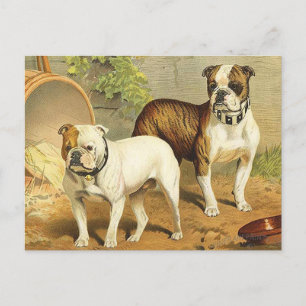 Vintage Malerei von englischen Bulldogs Postkarte