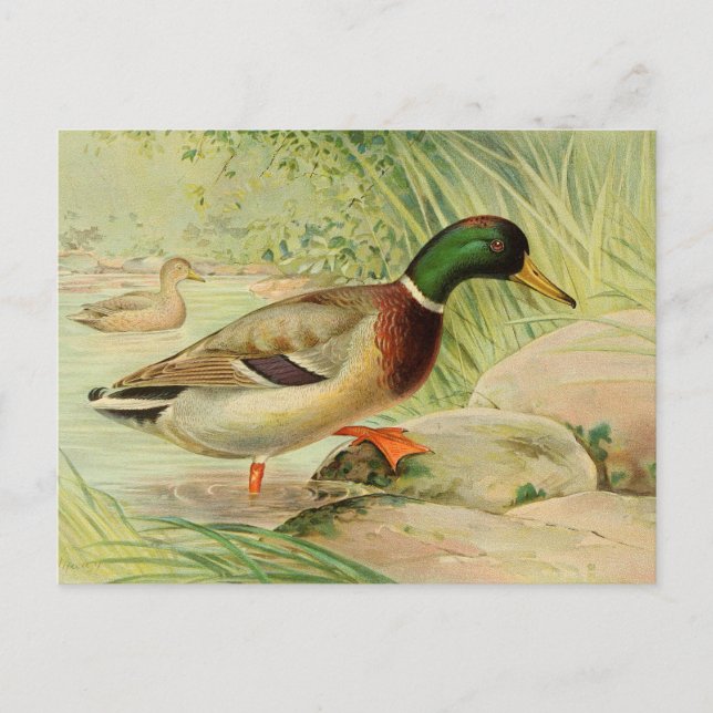Vintage Mallard Duck Postkarte (Vorderseite)