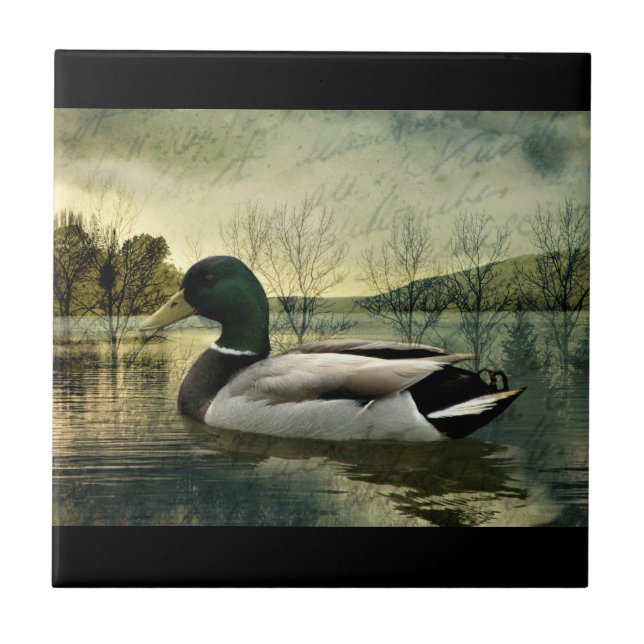 Vintage Mallard Duck Weathered Postcard Fliese (Vorderseite)