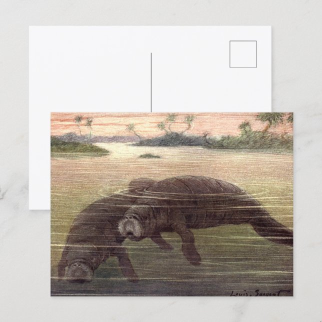 Vintage Manatis oder Seekühe, Meeressäuger Postkarte (Vorne/Hinten)