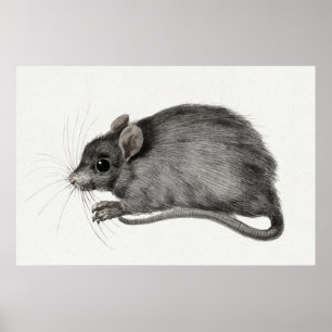 Vintage-Maus-Illustration Poster