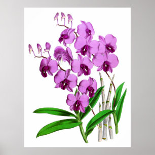 Vintage Mauve Lila Agenta Orchid Blume Poster