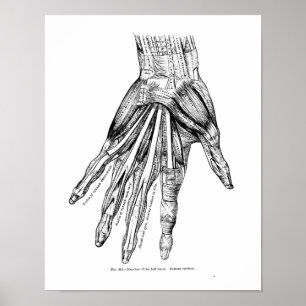 Vintage Medical Drawing Muscles of the Hand Poster