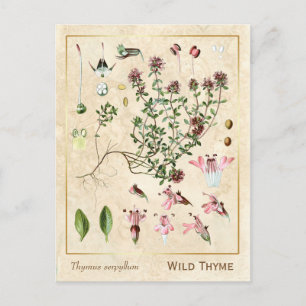 Vintage Medicinal Herb Wild Thyme Botanical Postkarte
