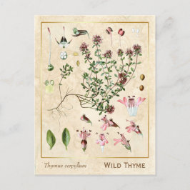 Vintage Medicinal Herb Wild Thyme Botanical Postkarte