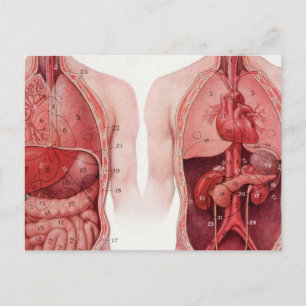 Vintage-Medizinillustration, Anatomie Postkarte