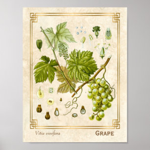 Vintage Medizinische Kräuter Weinrebe Botanik Poster