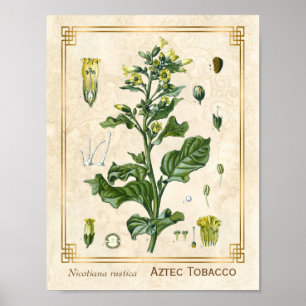 Vintage medizinische Pflanze Aztec Tobacco Botanic Poster