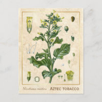 Vintage medizinische Pflanze Aztec Tobacco Botanic