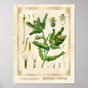 Vintage medizinische Pflanze Gesegnet Thistle Bota Poster