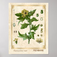 Vintage medizinische Pflanze Henbane Herb Botanica