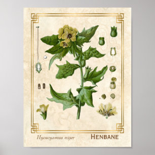 Vintage medizinische Pflanze Henbane Herb Botanica Poster