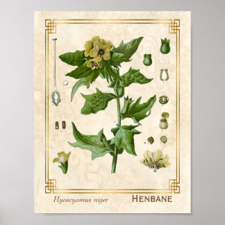 Vintage medizinische Pflanze Henbane Herb Botanica Poster