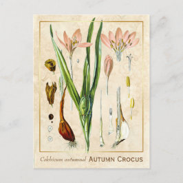 Vintage medizinische Pflanze Herbst Crocus Botanic Postkarte