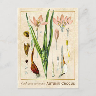 Vintage medizinische Pflanze Herbst Crocus Botanic Postkarte