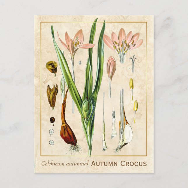 Vintage medizinische Pflanze Herbst Crocus Botanic Postkarte (Vorderseite)