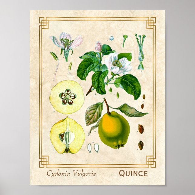 Vintage medizinische Pflanze Quince Fruit Botanica Poster (Vorne)