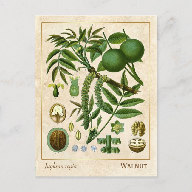 Vintage medizinische Pflanze Walnussbaum Botanisch Postkarte (Vorderseite)