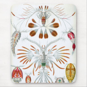 Vintage-Meeres-Tiere, Copepoda von Ernst Haeckel Mousepad