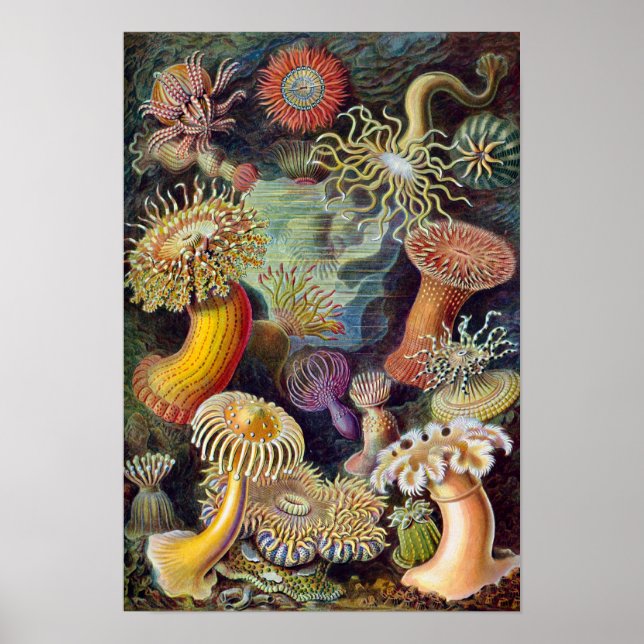 Vintage Meeresanemonen, Actiniae von Ernst Haeckel Poster (Vorne)