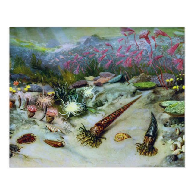 Vintage Meeresfauna - Muscheln, Fische, Korallen Poster (Vorderseite)