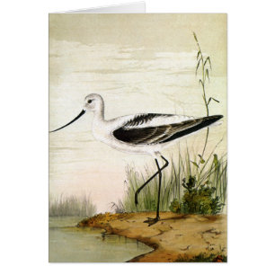 Vintage Meeresleben Strandvögel, Avocet Vögel