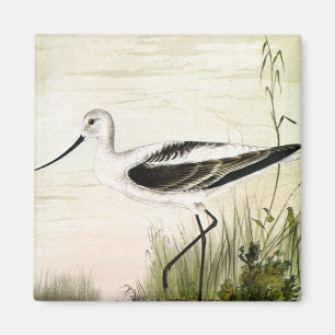 Vintage Meeresleben Strandvögel, Avocet Vögel Magnet