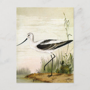 Vintage Meeresleben Strandvögel, Avocet Vögel Postkarte