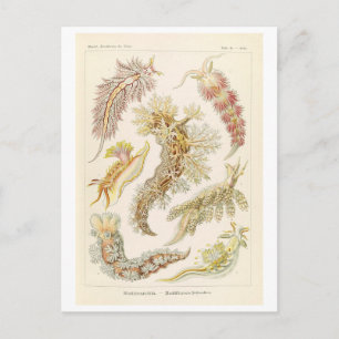 Vintage-Meeresmollusken von Haeckel Postkarte