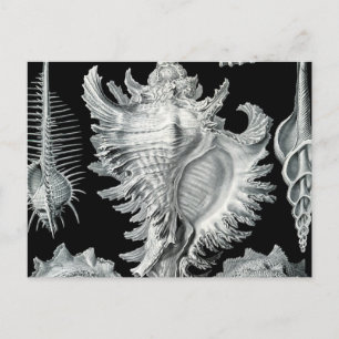 Vintage-Meeresmuschel-Druck Postkarte
