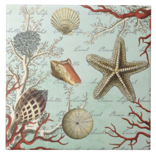 Vintage Meeresmuscheln...Kachel Fliese