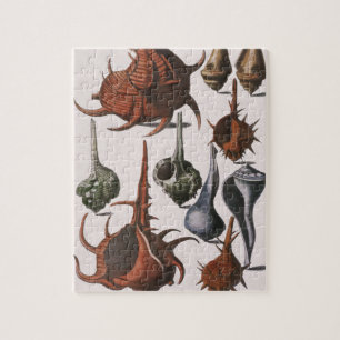 Vintage Meeresmuscheln, Meeresleben, Ozean-Meeresm Puzzle