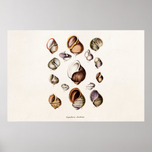 Vintage Meeresmuscheln Personalisierte Retro Schne Poster