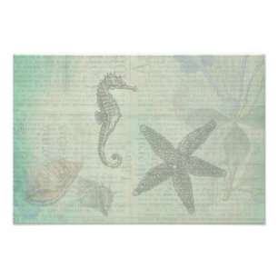 Vintage Meeresmuscheln, Seesterne und Seepferdchen Fotodruck