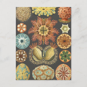 Vintage Meeresschildkröten - Illustration Postkart Postkarte