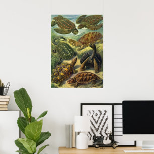 Vintage Meeresschildkröten Landschildkröte von Ern Poster