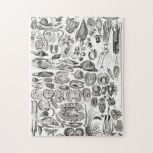 Vintage Meeresschnecke Puzzle