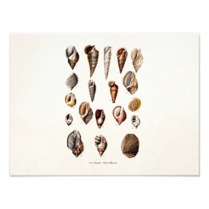 Vintage Meeresschnecken Personalisierte Retro Auge Fotodruck