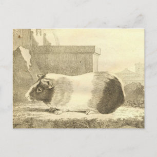 Vintage Meerschweinchen Postkarte