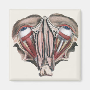 Vintage menschliche Anatomie, Augen Magnet
