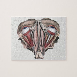 Vintage menschliche Anatomie, Augen Puzzle