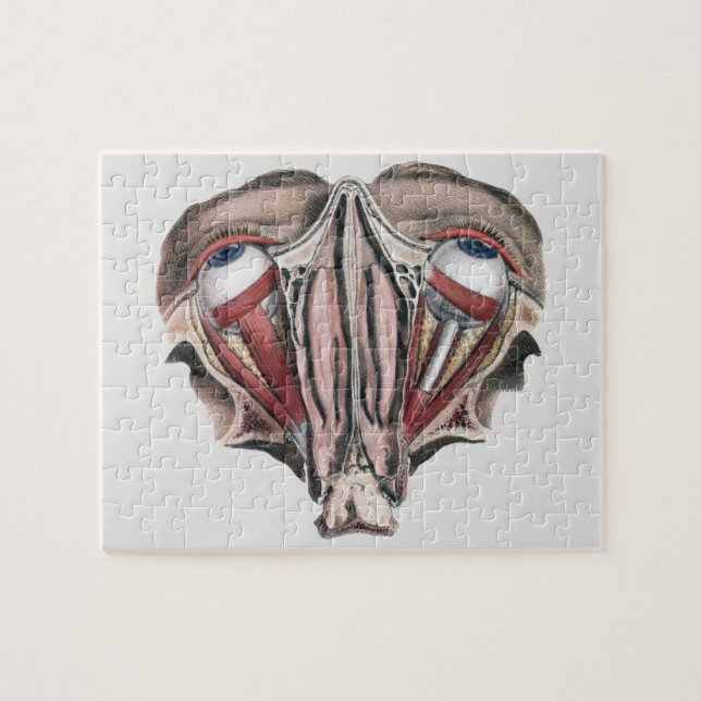 Vintage menschliche Anatomie, Augen Puzzle (Horizontal)