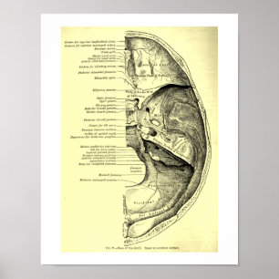 Vintage menschliche Anatomie-Basis des Schädels Poster