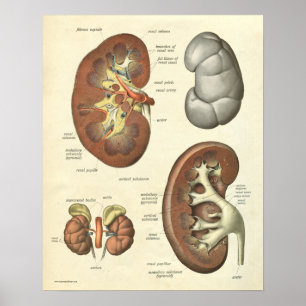 Vintage menschliche Anatomie-Druck-Niere Poster
