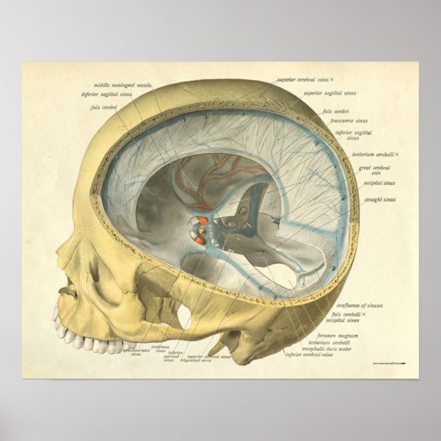 Vintage menschliche Anatomie Druckkopf innen Poster (Vorne)